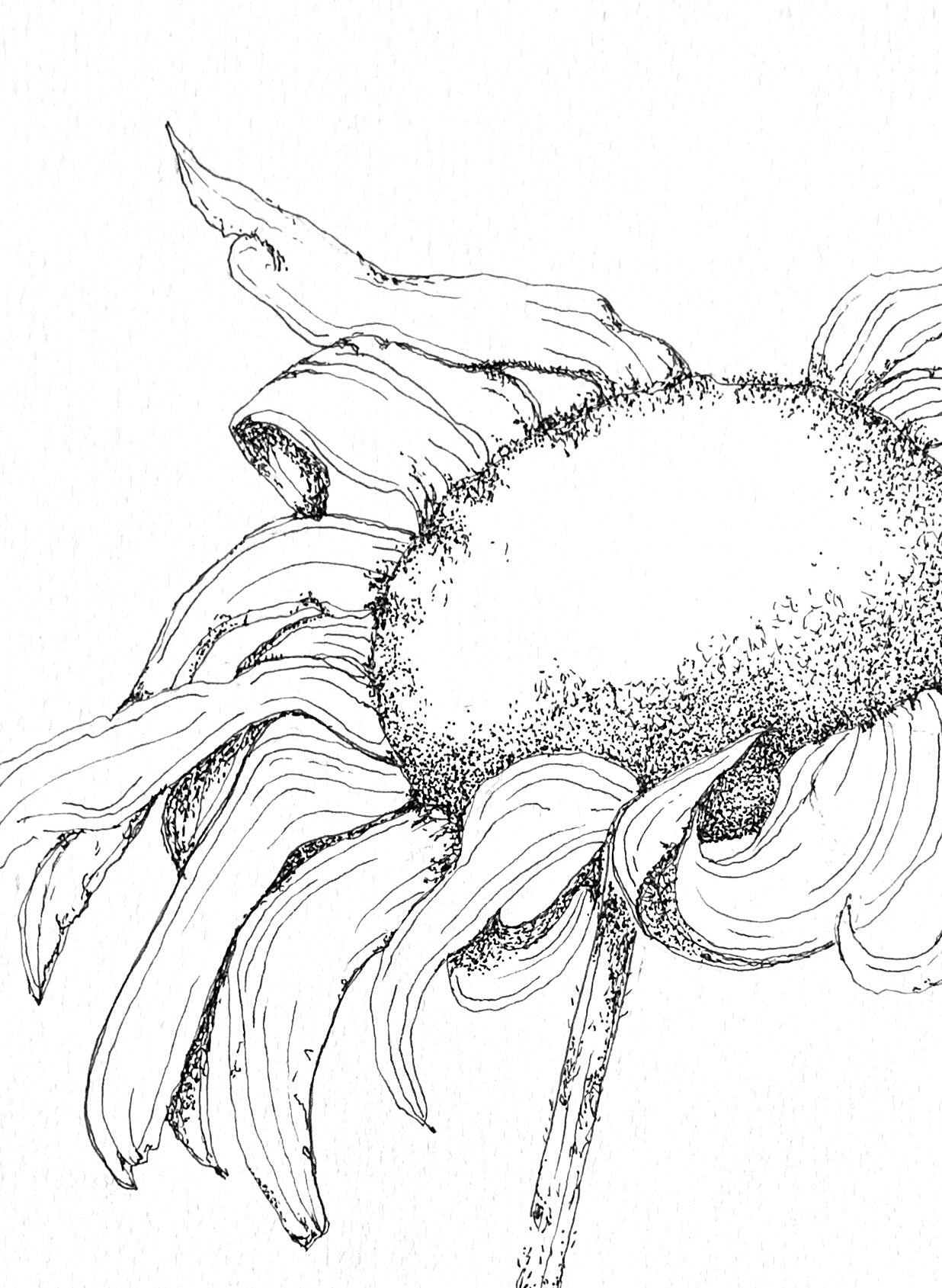 Florals & Other Muses