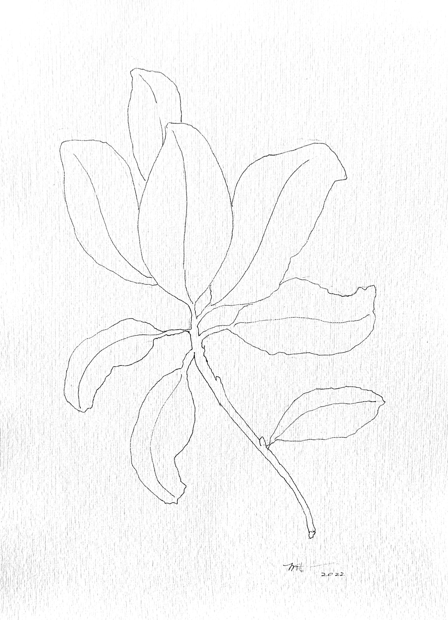 Botanical Sketches