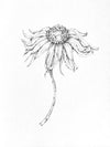 Sketched Sunflowers