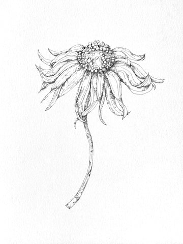 Sketched Sunflowers