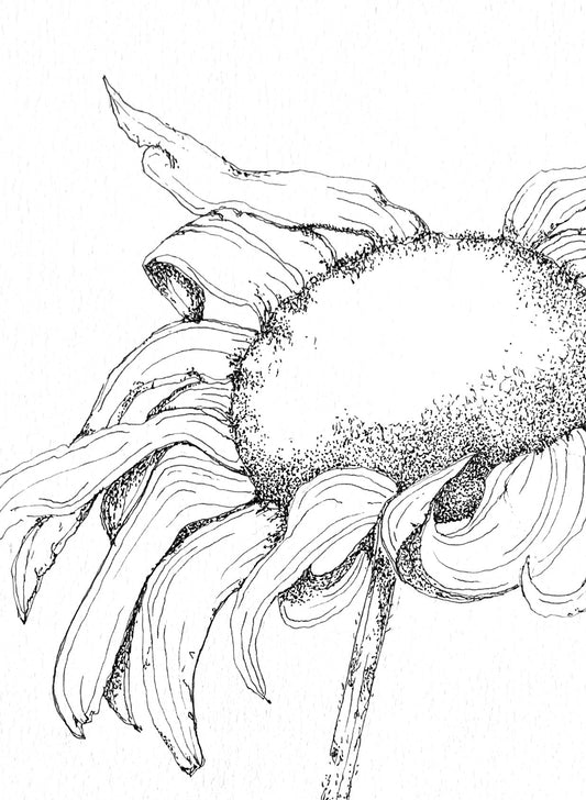 Sketched Sunflowers
