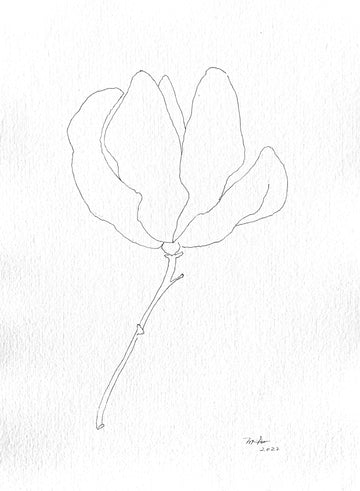 Single Magnolia Bloom