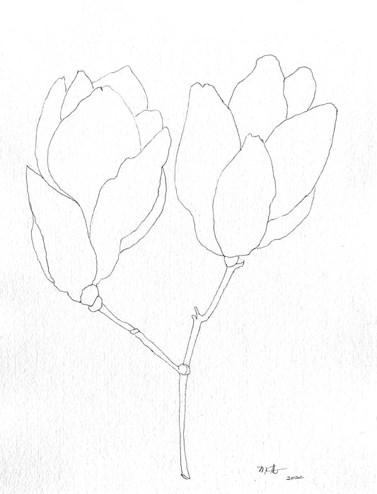 Twin Magnolia Blooms