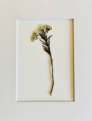 Pressed Baby Sprig of Cream Yarrow.   Small Artwork Series