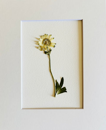 Pressed Baby Scabiosa.    Small Artwork Series