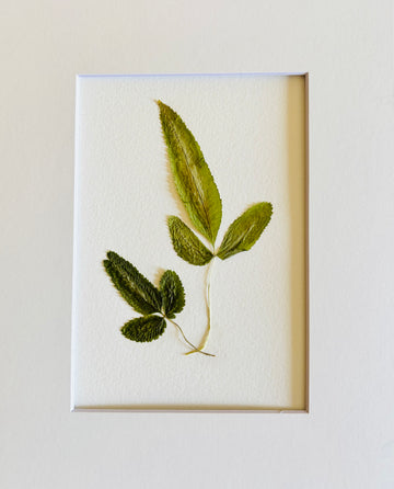 Pressed Baby Ferns. Small Artwork Series