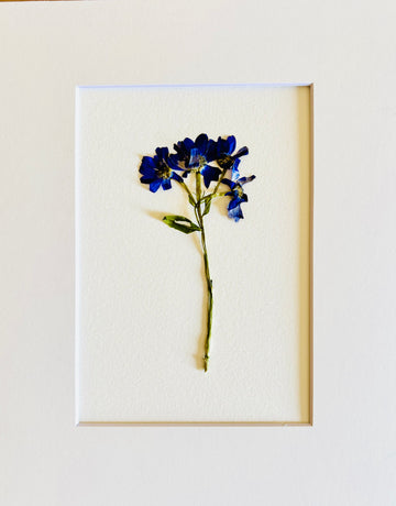 Pressed Bluebells. Small Artwork Series