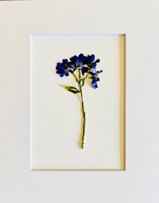 Pressed Bluebells. Small Artwork Series