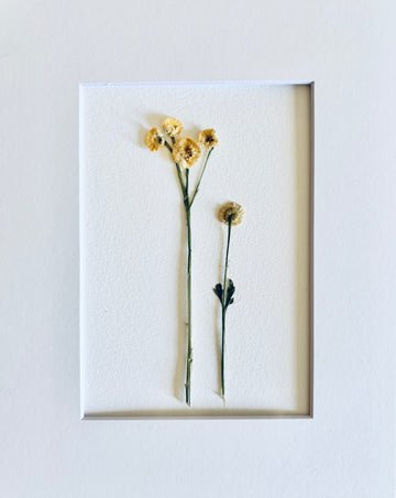 Pressed Feverfew.   Small Artwork Series