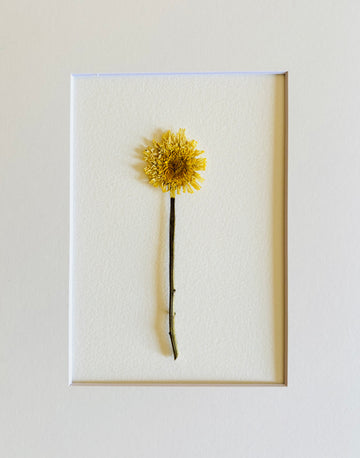 Pressed Baby Shasta Daisy. Small Artwork Series