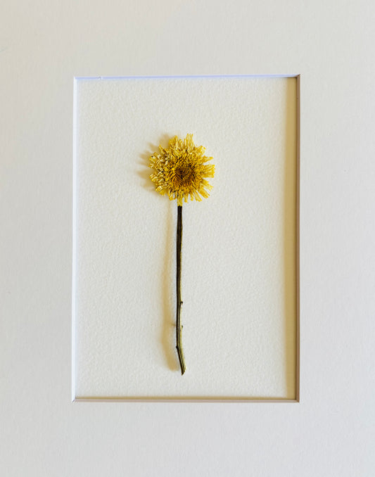 Pressed Baby Shasta Daisy. Small Artwork Series