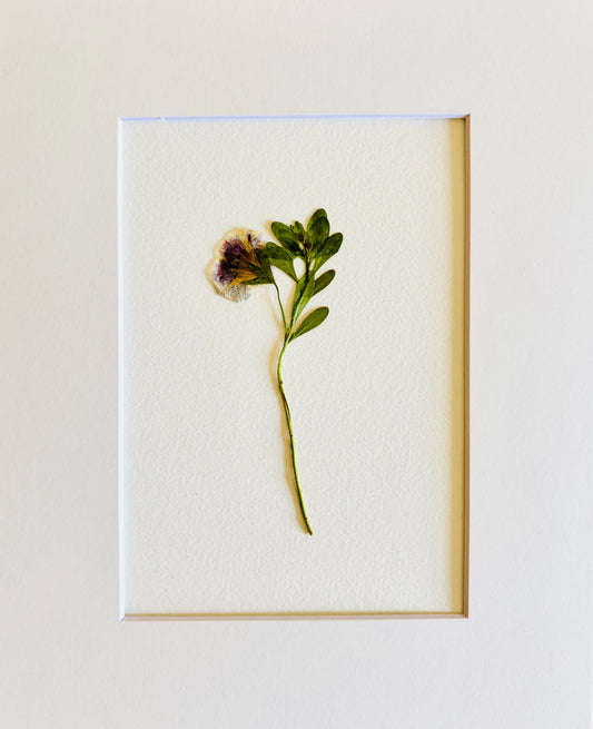 Pressed Baby Varigated Petunia in Small Artwork Series