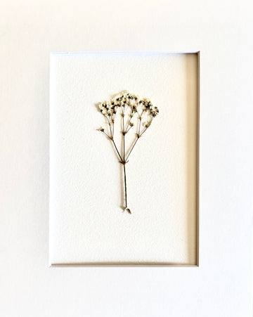 Pressed Baby Breath.    Small Artwork Series