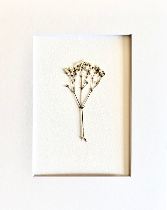 Pressed Baby Breath.    Small Artwork Series