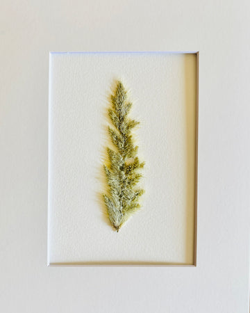 Pressed Fuzzy Wuzzy Grass Head.   Small Artwork Series