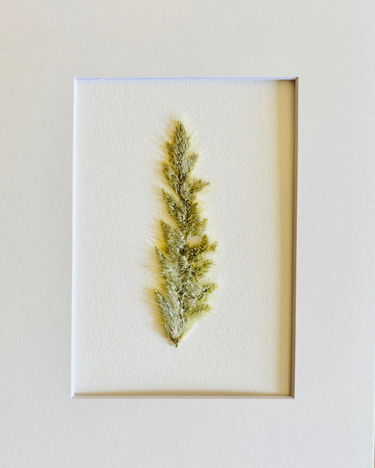 Pressed Fuzzy Wuzzy Grass Head.   Small Artwork Series