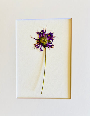 Pressed Baby Bee Balm.    Small Artwork Series