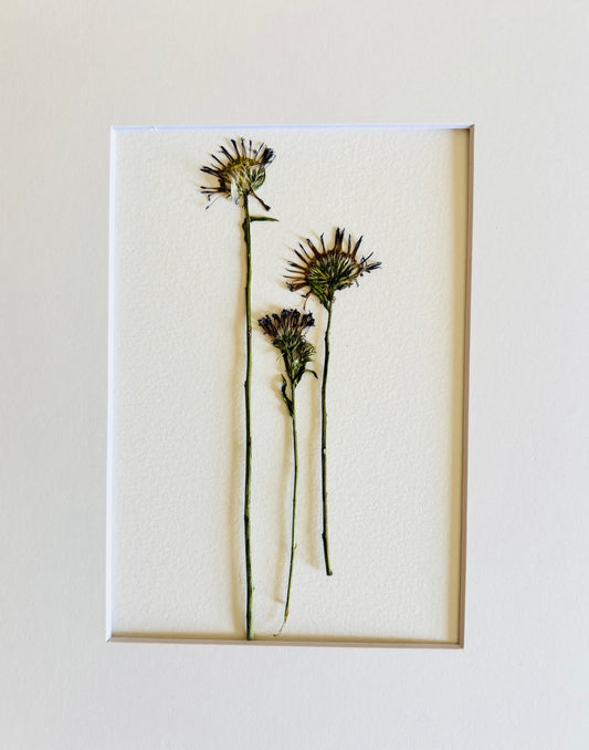Pressed Baby Purple Scabiosa.    Small Artwork Series