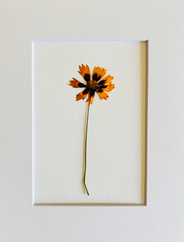 Pressed Baby Varigated Coreopsis.  Small Artwork Series