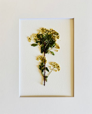 Pressed Bridal Veil Stem.  Small Artwork Series