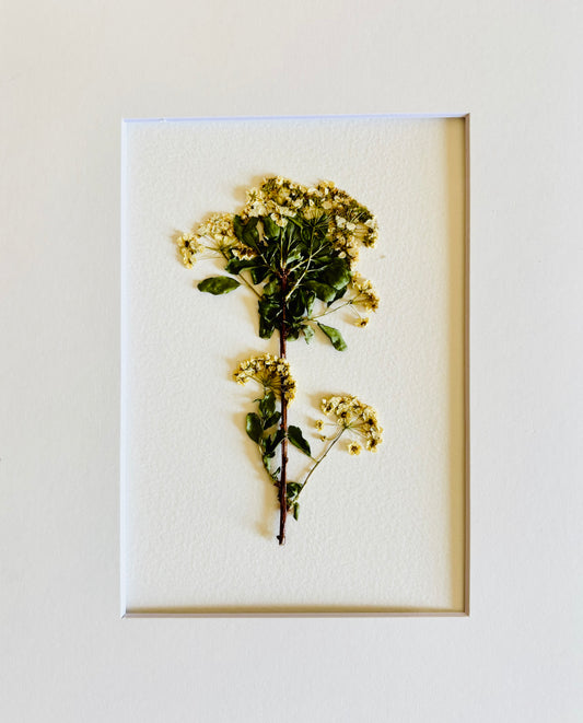 Pressed Bridal Veil Stem.  Small Artwork Series
