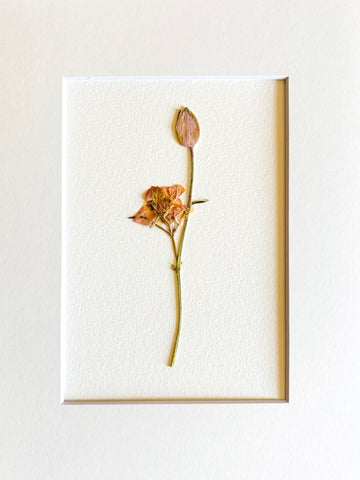 Pressed Baby Rosebud.     Small Artwork Series