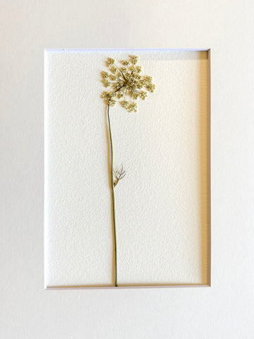 Pressed Baby Queen Anne's Lace.     Small Artwork Series