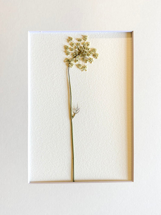 Pressed Baby Queen Anne's Lace.     Small Artwork Series