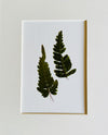 Set of 8 Pressed Ferns