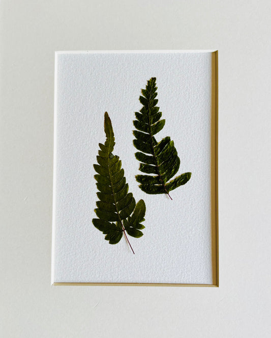 Set of 8 Pressed Ferns