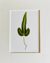 Set of 8 Pressed Ferns