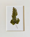 Set of 8 Pressed Ferns