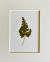 Set of 8 Pressed Ferns