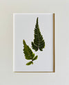 Set of 8 Pressed Ferns