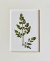 Set of 8 Pressed Ferns