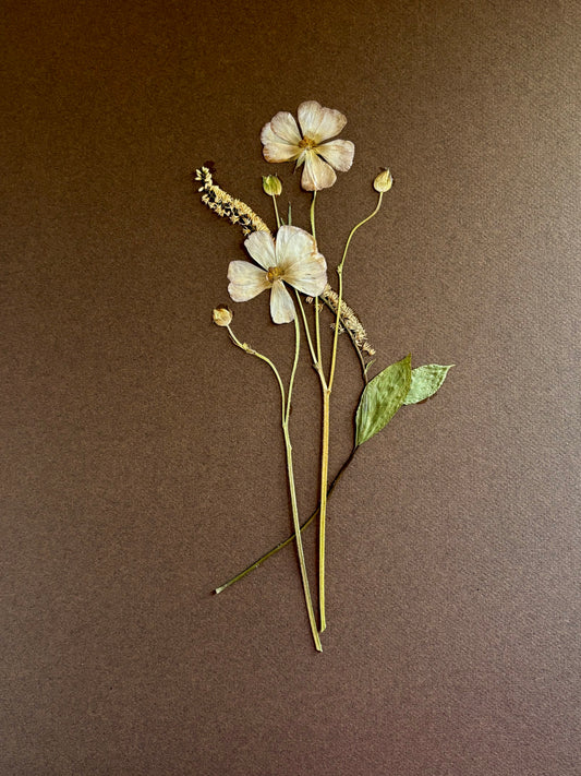 Pressed Cream Poppy on Chocolate Ground