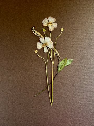 Pressed Cream Poppy on Chocolate Ground
