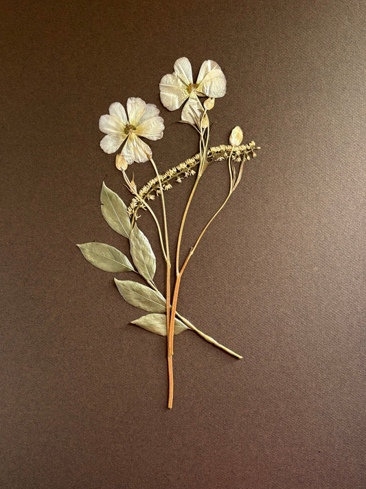 Pressed Cream Poppy on Chocolate Ground