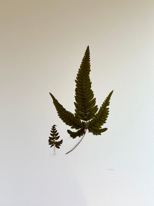 Pressed Momma And Baby Ferns