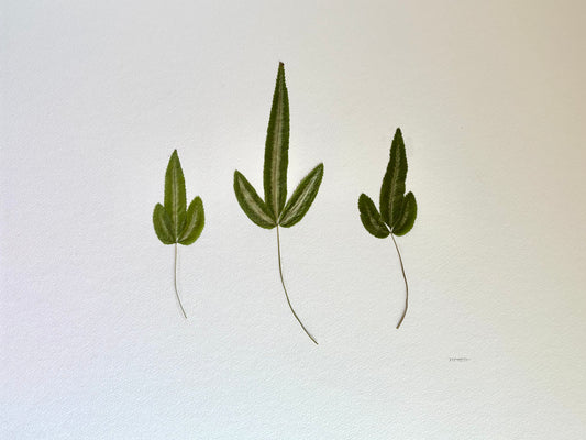 Pressed Baby Ferns