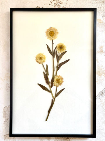 Pressed Cream Teddy Bear Daisy