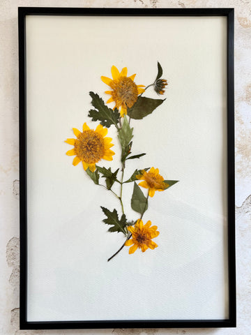 Pressed Sunflowers
