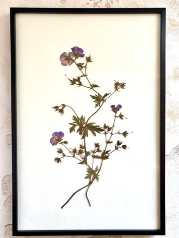 Pressed Wild Geranium