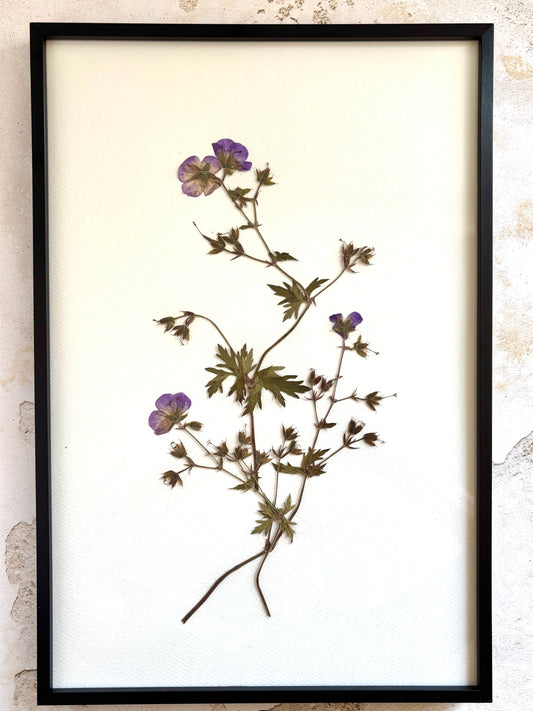 Pressed Wild Geranium