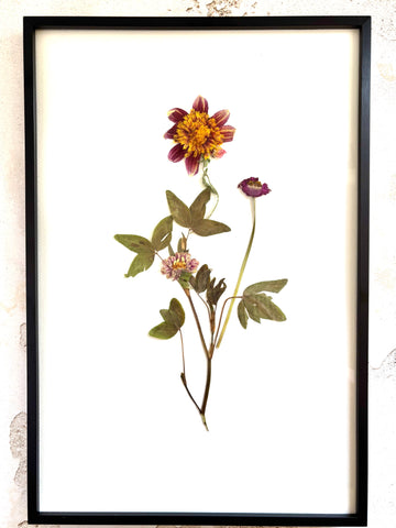 Pressed Varigated Red and Gold Aster