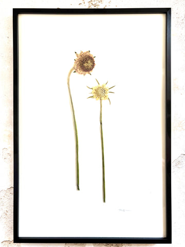 Pressed Pastel Scabiosa