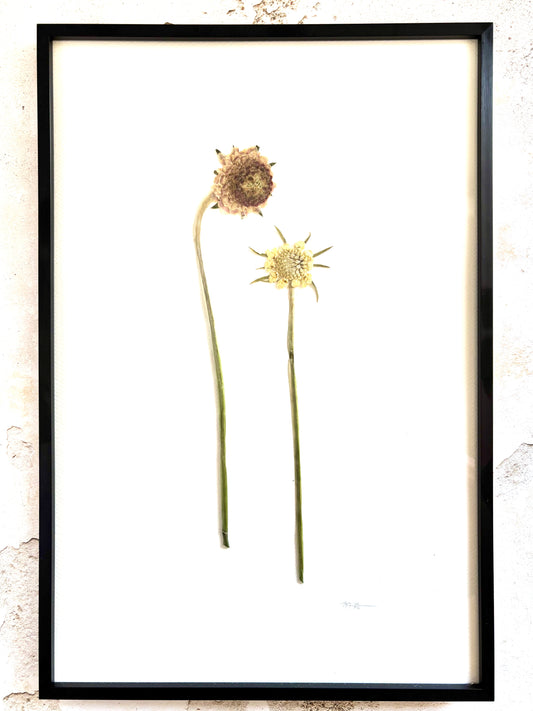 Pressed Pastel Scabiosa