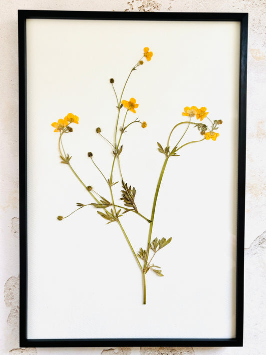 Pressed Buttercups