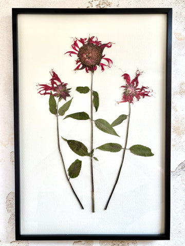 Pressed Garnet Bee Balm