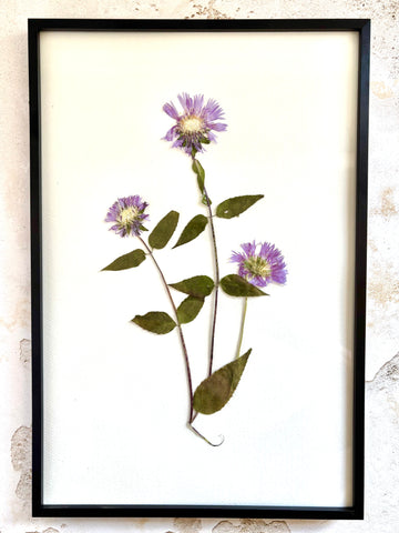 Pressed Lavender Aster